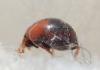 Scymnus interruptus